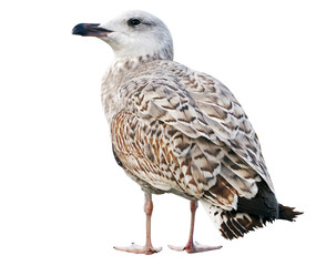White and grey seagull isolated on white