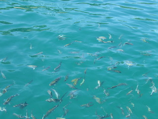 Stop on the boat ride to feed the fish