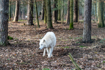 Wolf wanders through the forest