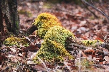 Moos im Wald Landschaft Waldviertel