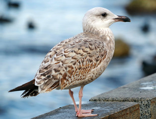 White and grey seagull