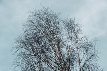 Bäume Landschaft Waldviertel