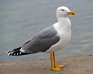 White and grey seagull