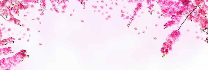 rahmen aus blühenden kirschbaum zweigen isoliert auf rosa hintergrund, abstraktes florales frühlingskonzept banner