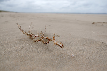 dry branch on a sandy beach