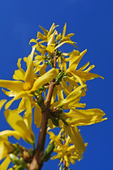 Forsythia branch with delicate yellow flowers on a background of blue sky on a spring day