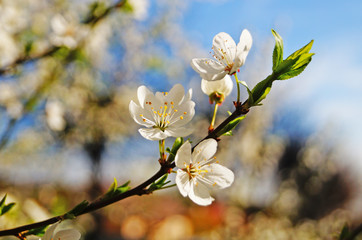 Cherry branch with flowers with delicate white petals on a background of blue sky on a spring day