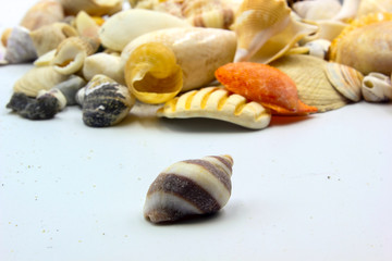 sea shells on the beach