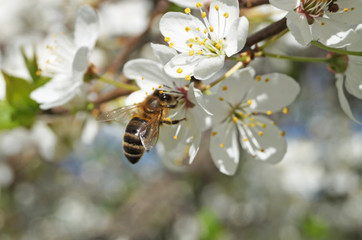 Cherry branch with flowers with delicate white petals on a background of blue sky on a spring day
