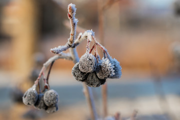 Chokeberry covered with hoarfrost at winter sunny day.