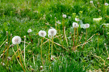 Field of beautiful fluffy dandelions outdoors
