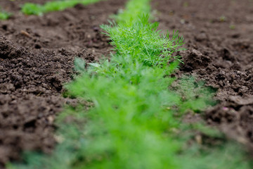 Bed of fresh green dill in  village garden