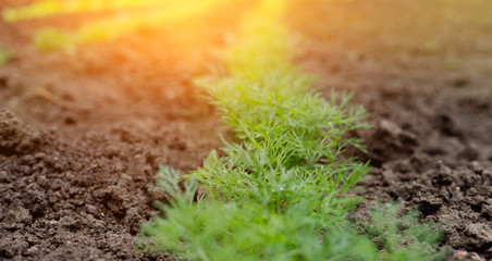 Bed of fresh green dill in  village garden