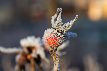 Dog rose berry covered with hoarfrost at winter sunny day.
