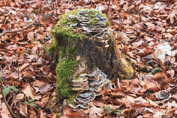 Baumstock mit Moos und Pilzen Landschaft Waldviertel