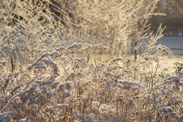 Dry grass covered with hoarfrost at winter sunny day.