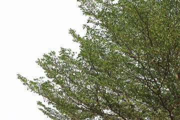 Beautiful tree on white background. isolated green leave.