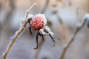 Dog rose berry covered with hoarfrost at winter sunny day.