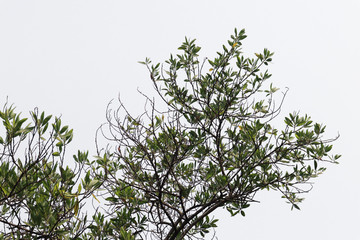 Beautiful tree on white background. isolated green leave.