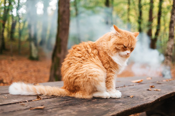 A fluffy white-and-red striped cat sits on a wooden bench in the Park, with its muzzle turned away. In the background, fallen leaves, trees and smoke from the bonfire