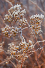 Dry plant covered with hoarfrost at winter sunny day.
