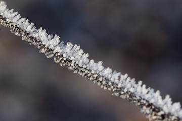 Obraz na płótnie Canvas Dry plant branch covered with hoarfrost at winter sunny day.