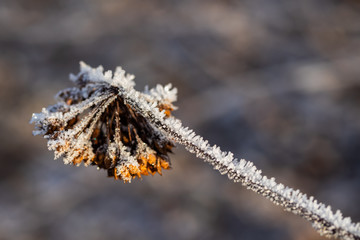 Dry plant covered with hoarfrost at winter sunny day.