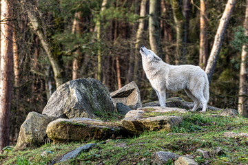 Howling wolf on a hill