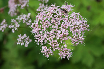 Field plant with delicate small purple flowers and green leaves on the stem.