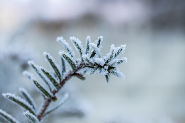 Coniferous tree needles with hoarfrost winter day.