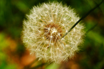 Dandelion flower with fluffy white inflorescences in a clearing on a sunny day