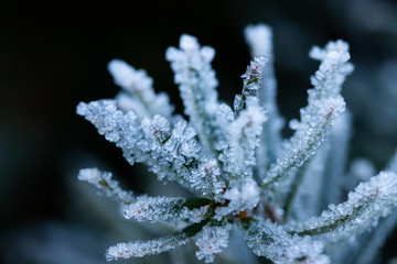 Coniferous tree needles with hoarfrost winter day.