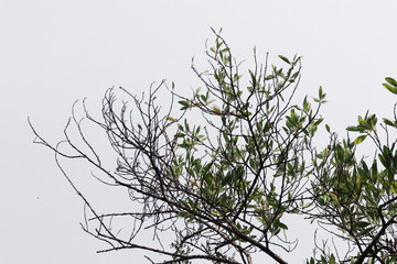 Beautiful tree on white background. isolated green leave.