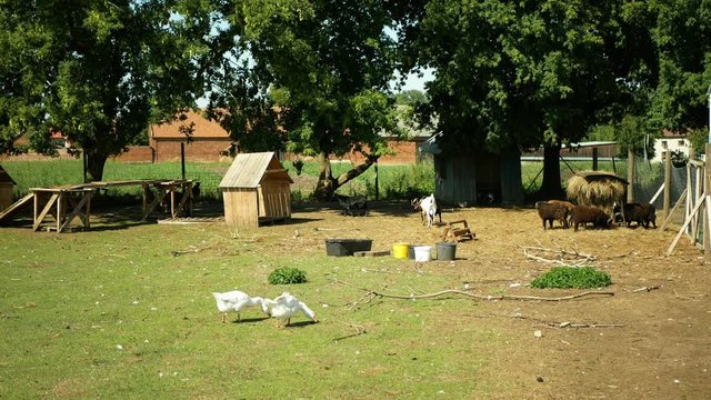 Domestic goat breed of boer africa, pygmy. Farming bio organic ecological farm Ouessant sheep. Goats landscape grazing, goose grass, Cameroon dwarf, Capra Aegagrus Hircus, Village graze lands farming