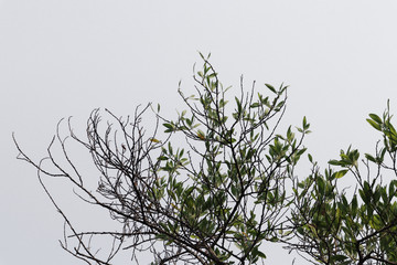 Beautiful tree on white background. isolated green leave.