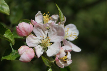 Fototapeta na wymiar Apple tree branch with delicate pink flowers and green leaves on a spring day