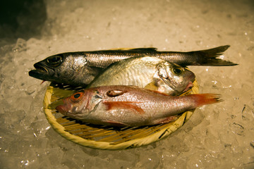 fish market in Tokyo