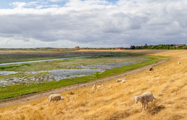 Spiekeroog in East Frisia