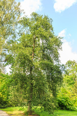 Solitaire oak tree, Quercus robur Cristata, in park