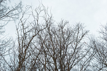 Bäume Landschaft Waldviertel
