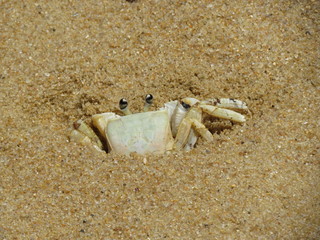 Crabs coming out of their dens