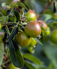 red apples on a tree in summer garden