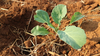 5 weeks old turnip seedlings