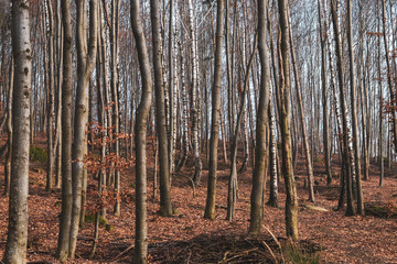 Landschaft Waldviertel