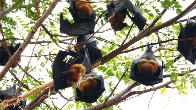 Groups of Lyle's Flying Foxes hanging on a branch