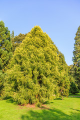 Fototapeta na wymiar Japanese sugi pine or Japanese red-cedar, cryptomeria japonica