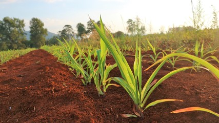 Corn seedlings, 5 weeks old Corn pests