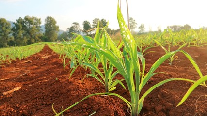 Corn seedlings, 5 weeks old Corn pests