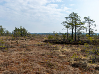 simple swamp landscape with swamp grass and moss in the foreground, swamp pines in the background, blurry background