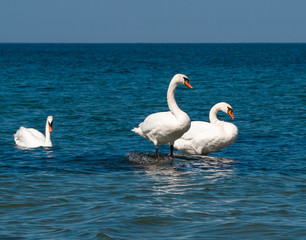 White swans at Baltic sea coast in sunny day